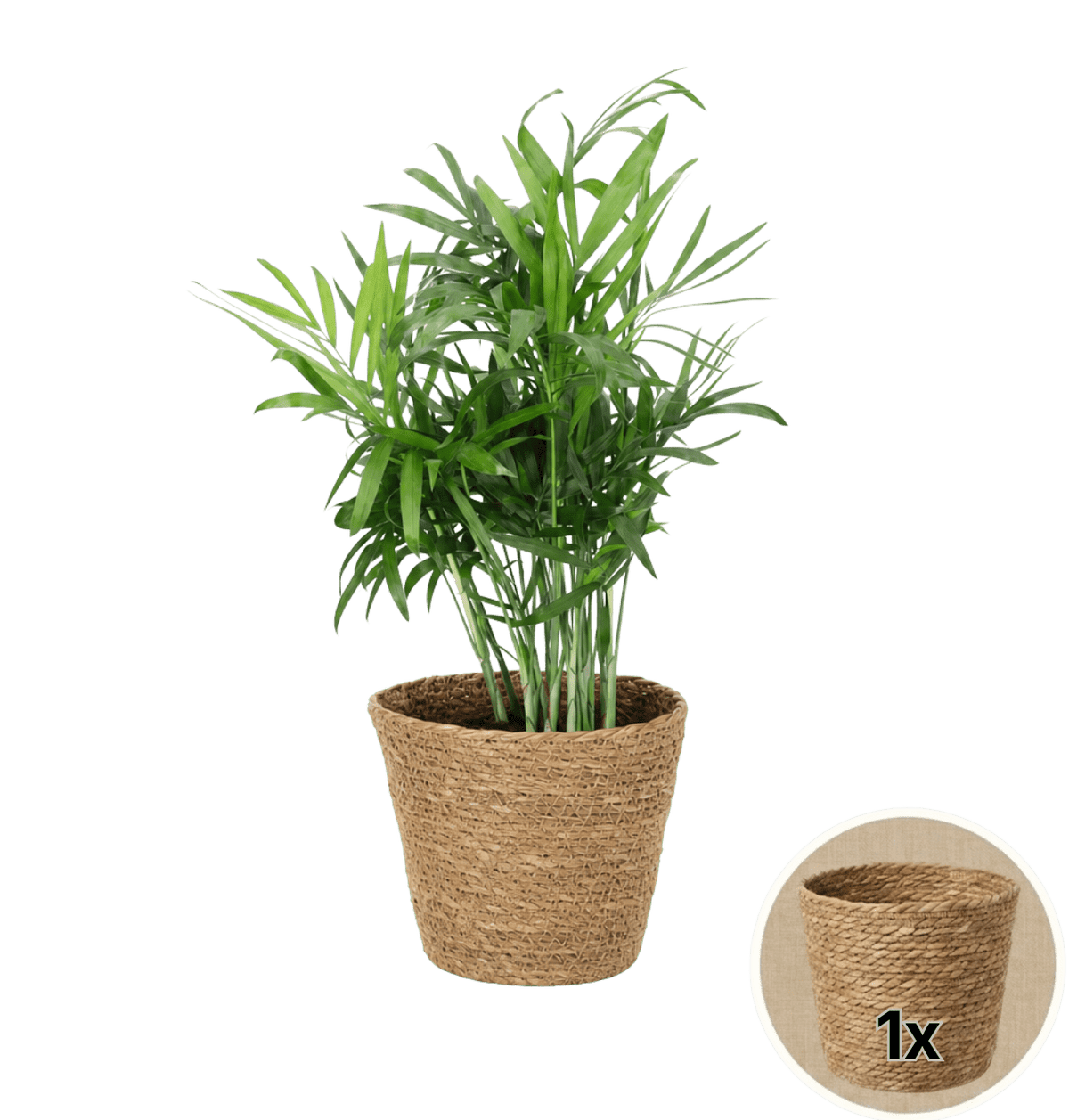 Bergpalme + 1x Seegraskorb | Chamaedorea elegans | ca. 40-45 cm | Ø 12-15 cm Topf - Blume Ideal