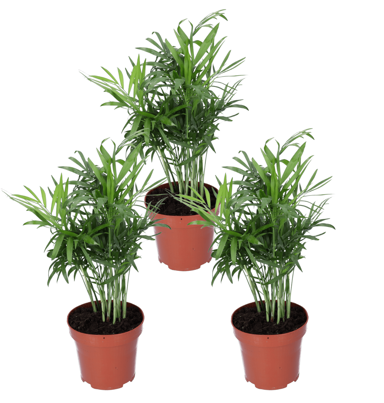 Bergpalme | 3er - Set | Chamaedorea elegans | ca. 40 - 45 cm | Ø 12 - 15 cm Topf - Blume Ideal