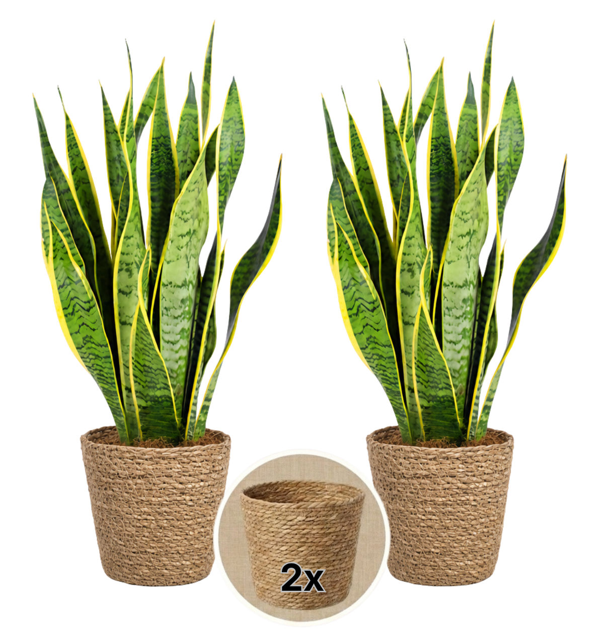 Bogenhanf + 2x Seegraskorb | 2er-Set | Sansevieria | ca. 40-50 cm | Ø 12-15 cm Topf - Blume Ideal