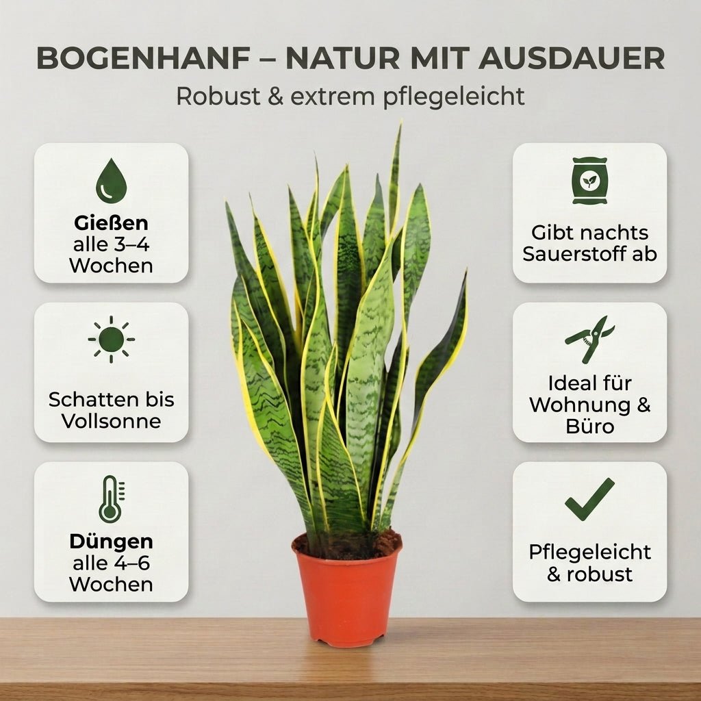 Bogenhanf + 2x Seegraskorb | 2er-Set | Sansevieria | ca. 40-50 cm | Ø 12-15 cm Topf - Blume Ideal