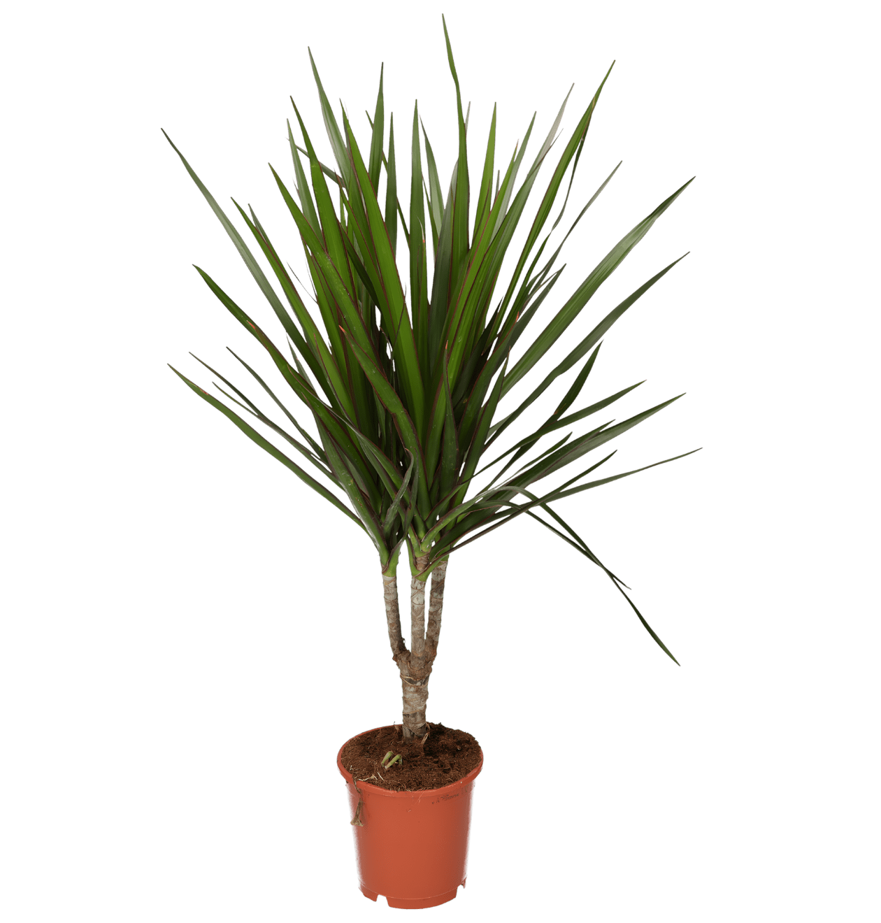 Drachenbaum | 3er - Set | Dracaena | ca. 40 - 50 cm | Ø 12 - 15 cm Topf - Blume Ideal