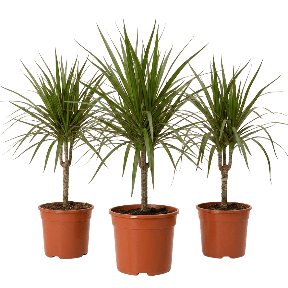 Drachenbaum | Dracaena - Blume Ideal