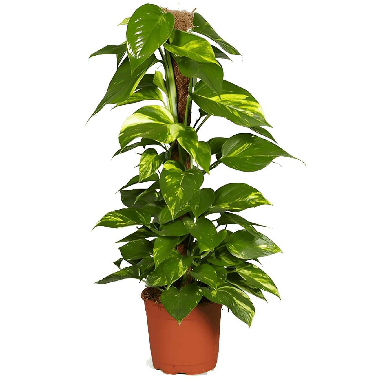 Efeutute am Moosstab | 3er - Set | Epipremnum Aureum | Ø 60 - 70 cm | ø 12 - 15cm Topf - Blume Ideal