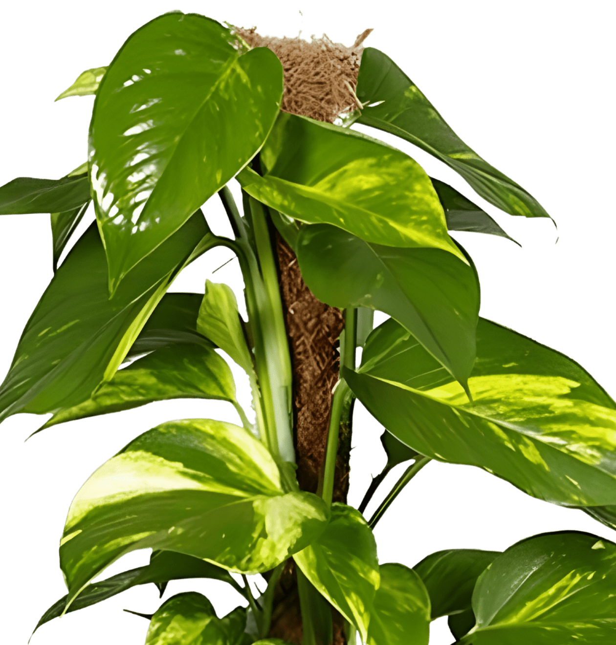Efeutute am Moosstab | Epipremnum Aureum | Ø 60 - 70 cm | ø 12 - 15cm Topf - Blume Ideal