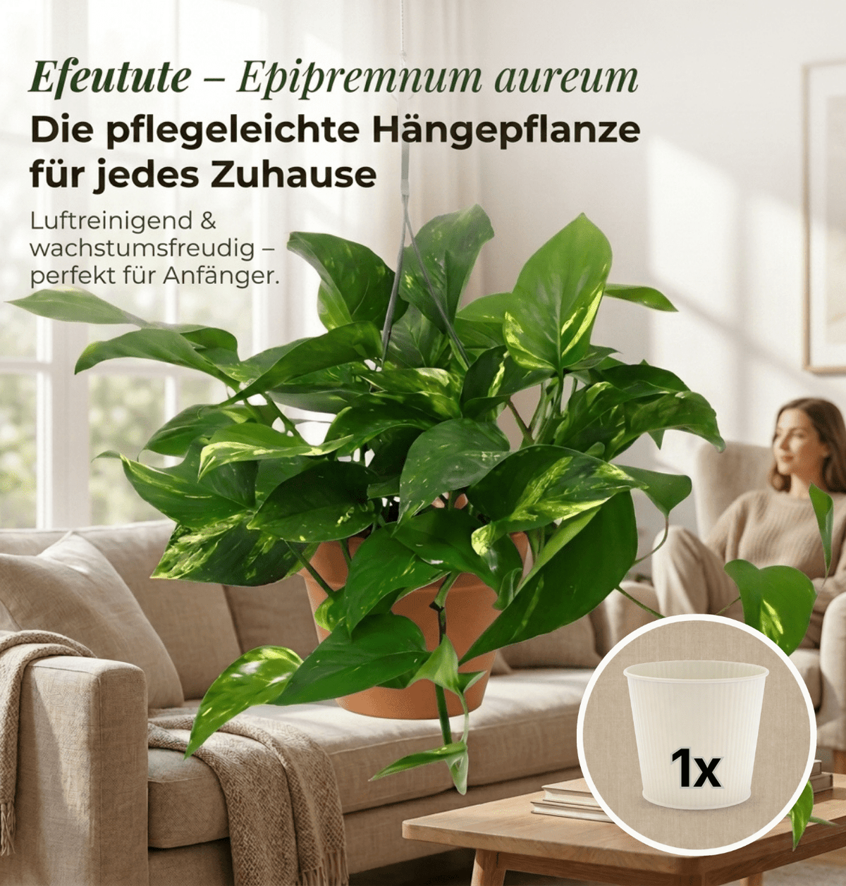 Efeutute (hängend) + 1x Cremefarbener Zinktopf | Epipremnum aureum | ca. 30-35 cm | Ø 12-15 cm Topf - Blume Ideal