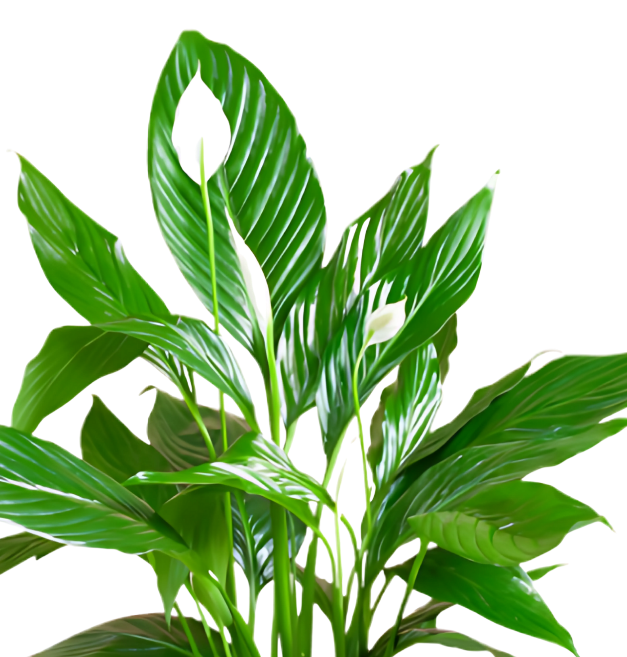 Einblatt | 2er - Set | Spathiphyllum | ca. 40 - 50 cm | Ø 12 - 15 cm Topf - Blume Ideal