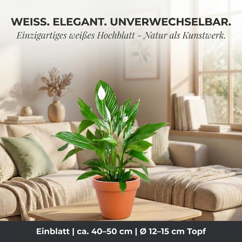 Einblatt + 2x Cremefarbener Zinktopf | 2er-Set | Spathiphyllum | ca. 40-50 cm | Ø 12-15 cm Topf - Blume Ideal