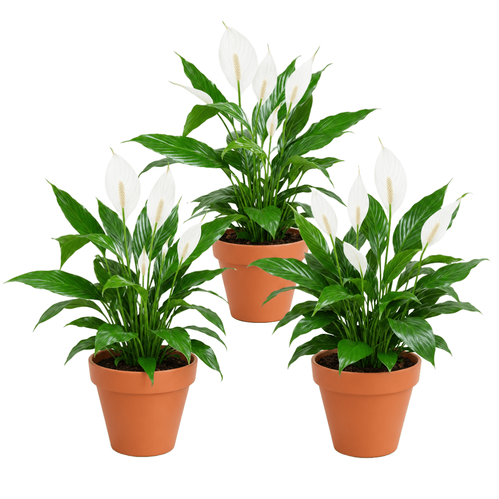 Einblatt | 3er-Set | Spathiphyllum | ca. 40-50 cm | Ø 12-15 cm Topf - Blume Ideal