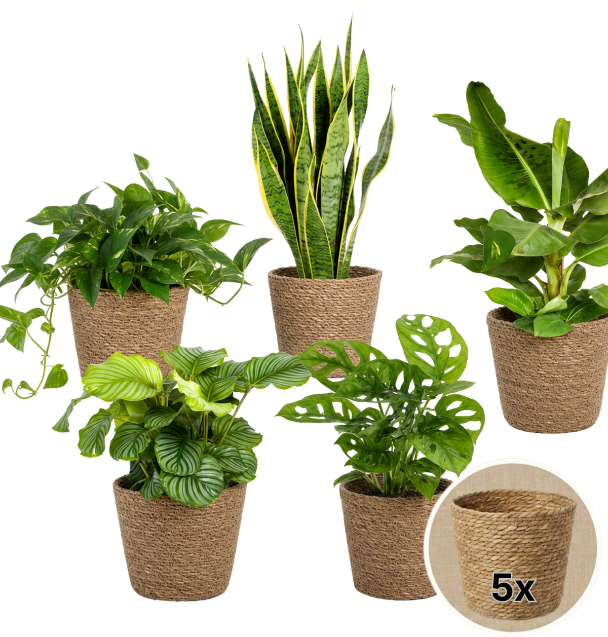 “Exotica” Pflanzenset + 5x Seegraskorb | 5er-Set | ca. 25-50 cm | Ø 12-15 cm Topf - Blume Ideal