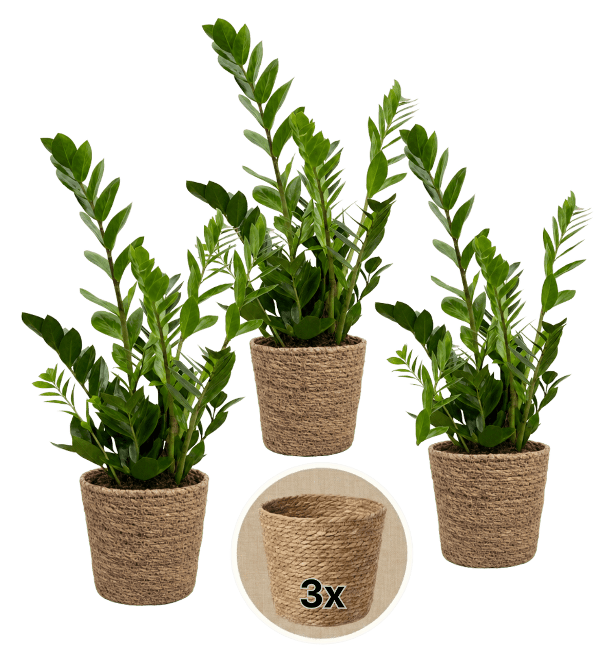Glücksfeder + 3x Seegraskorb | 3er-Set | Zamioculcas zamiifolia | ca. 40-50 cm | Ø 12-15 cm Topf - Blume Ideal