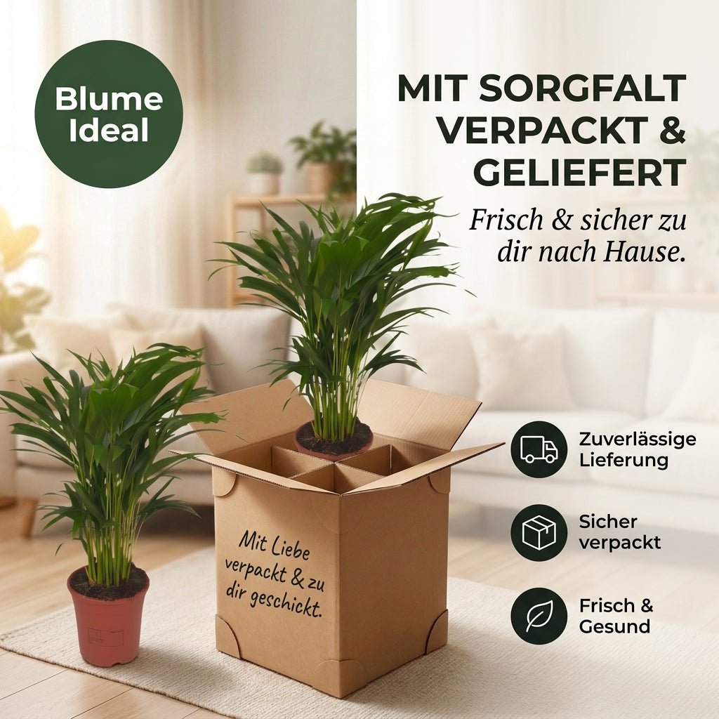 Goldfruchtpalme + 1x Seegraskorb | Dypsis lutescens | ca. 40-50 cm | Ø 12-15 cm Topf - Blume Ideal