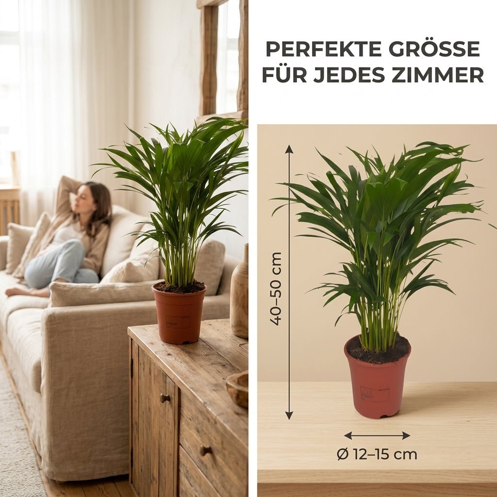 Goldfruchtpalme + 1x Seegraskorb | Dypsis lutescens | ca. 40-50 cm | Ø 12-15 cm Topf - Blume Ideal
