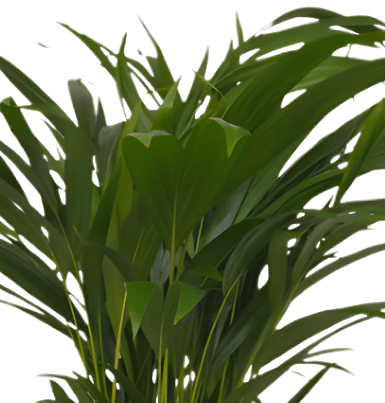 Goldfruchtpalme | 3er - Set | Dypsis lutescens | ca. 40 - 50 cm | Ø 12 - 15 cm Topf - Blume Ideal