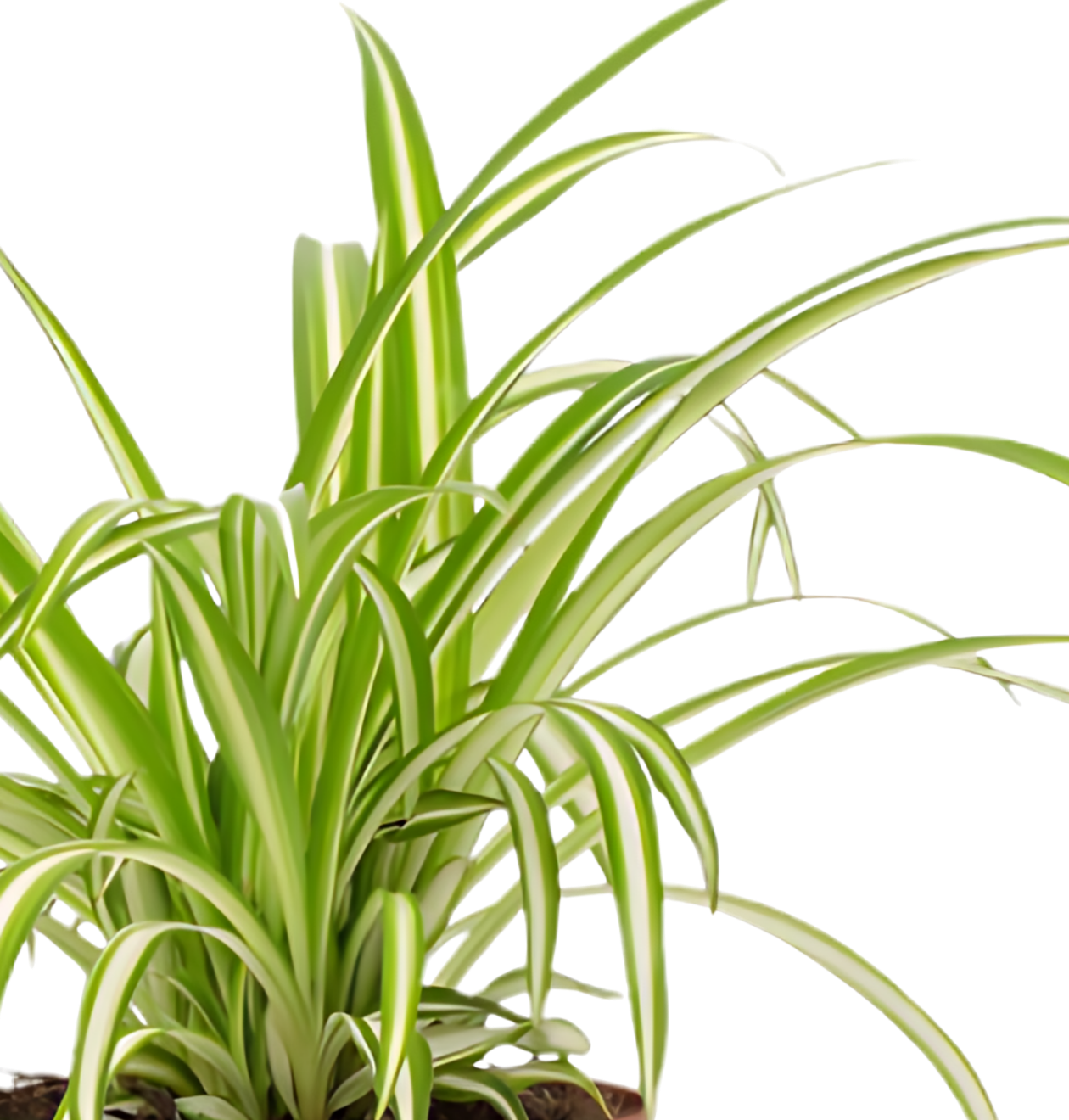 Grünlilie | 2er - Set | Chlorophytum | ca. 40 - 50 cm | Ø 12 - 15 cm Topf - Blume Ideal