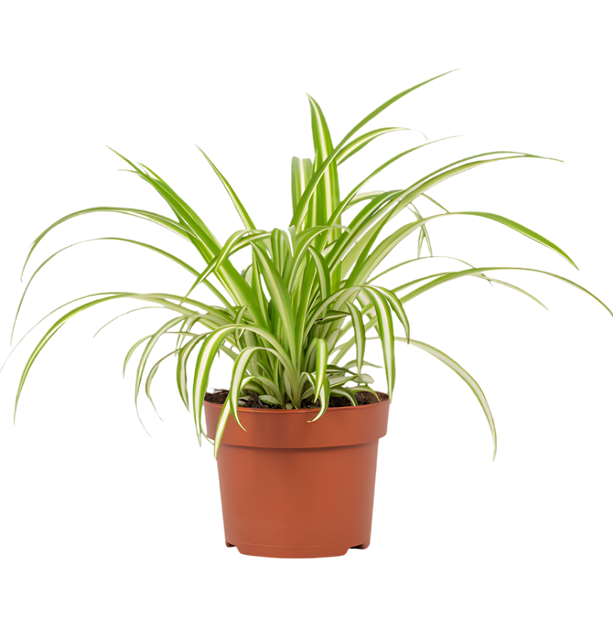 Grünlilie | 3er - Set | Chlorophytum | ca. 40 - 50 cm | Ø 12 - 15 cm Topf - Blume Ideal