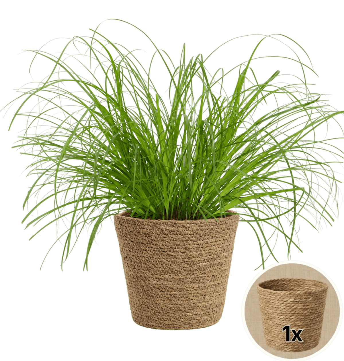 Katzengras + 1x Seegraskorb | Cyperus zumula | ca. 20-30 cm | Ø 12-15 cm Topf - Blume Ideal