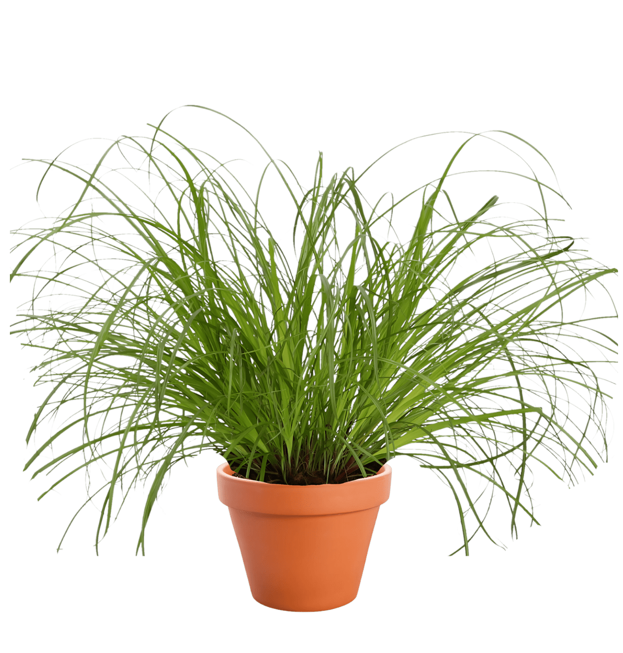 Katzengras | 3er - Set | Cyperus zumula | ca. 30 - 40 cm | Ø 12 - 15 cm Topf - Blume Ideal
