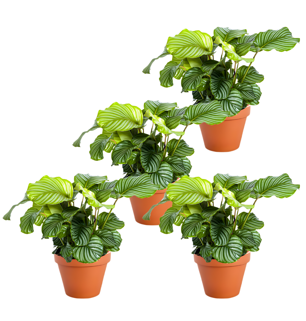 Korbmarante | 4er - Set | Calathea | ca. 40 - 50 cm | Ø 12 - 15 cm Topf - Blume Ideal