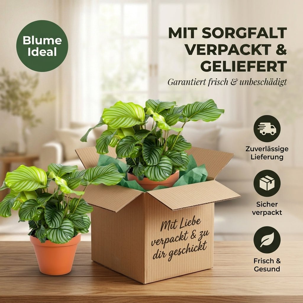 Korbmarante + 5x Seegraskorb | 5er-Set | Calathea | ca. 40-50 cm | Ø 12-15 cm Topf - Blume Ideal