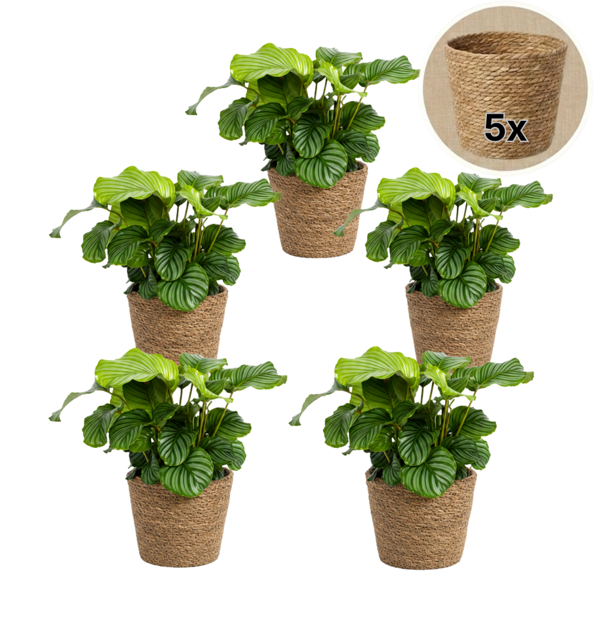 Korbmarante + 5x Seegraskorb | 5er-Set | Calathea | ca. 40-50 cm | Ø 12-15 cm Topf - Blume Ideal