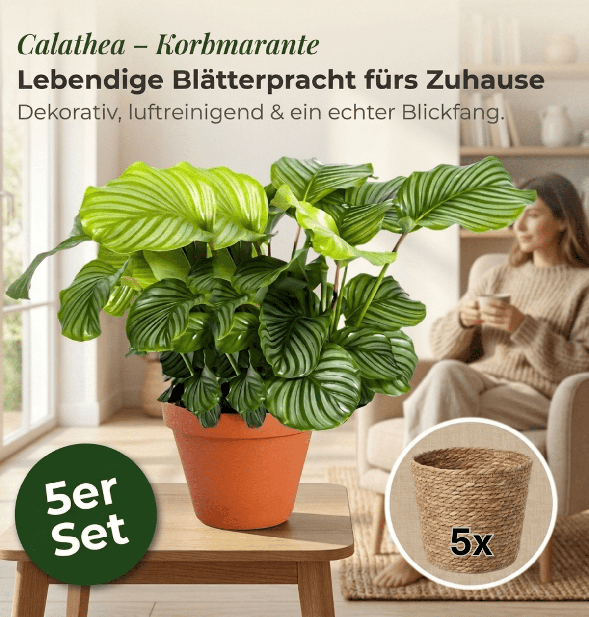 Korbmarante + 5x Seegraskorb | 5er-Set | Calathea | ca. 40-50 cm | Ø 12-15 cm Topf - Blume Ideal