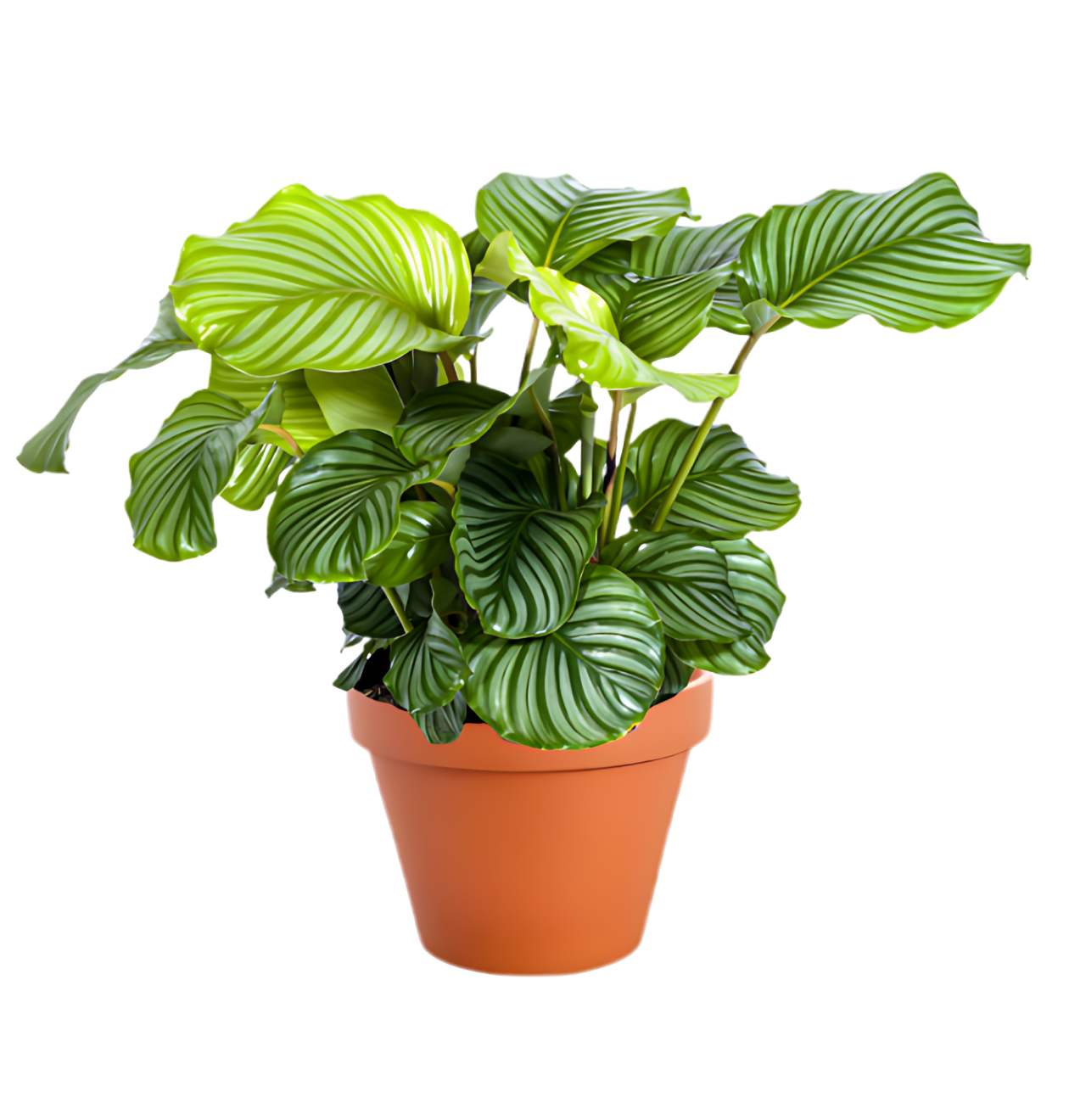 Korbmarante | 6er - Set | Calathea | ca. 40 - 50 cm | Ø 12 - 15 cm Topf - Blume Ideal