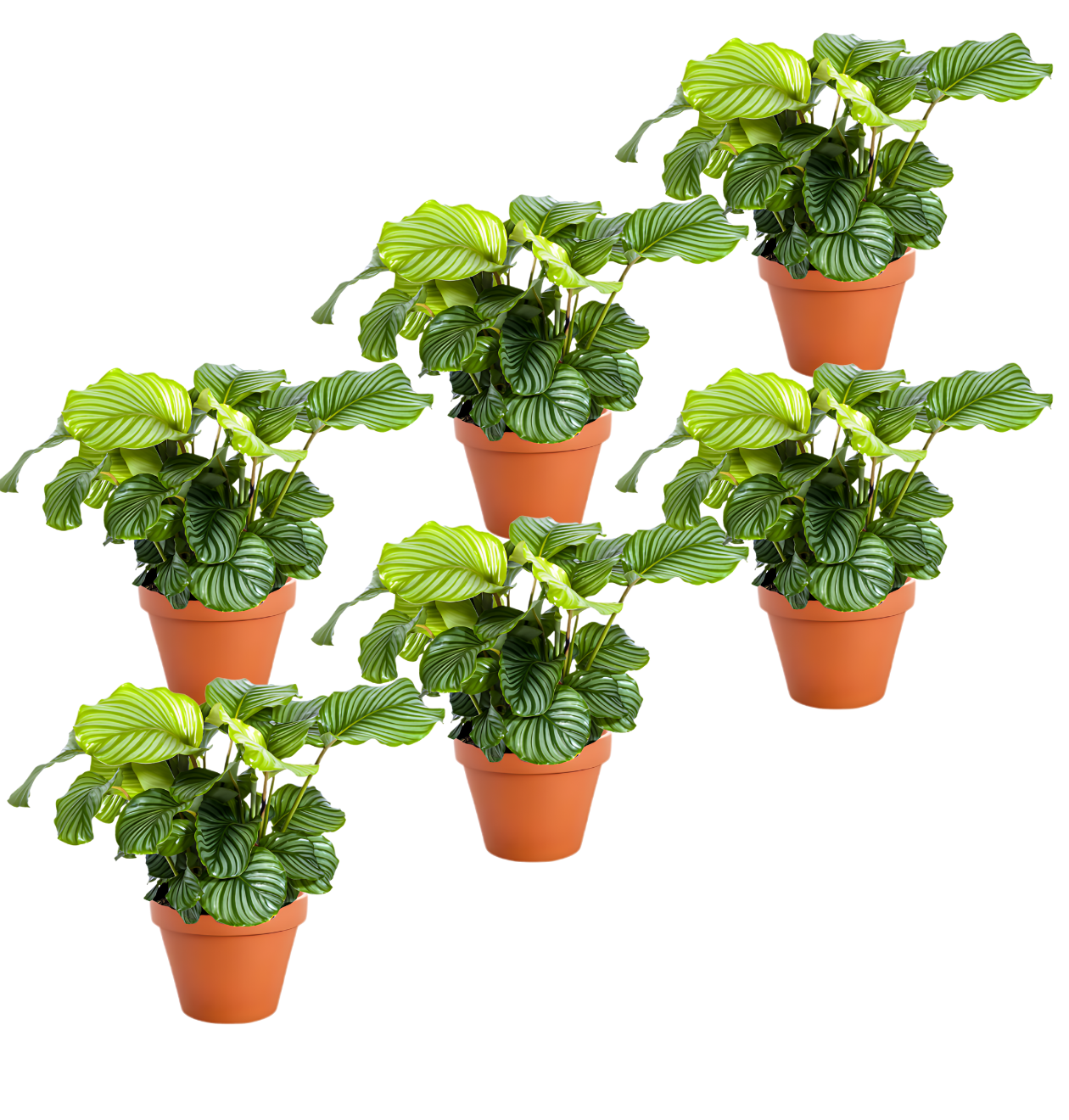 Korbmarante | 6er - Set | Calathea | ca. 40 - 50 cm | Ø 12 - 15 cm Topf - Blume Ideal