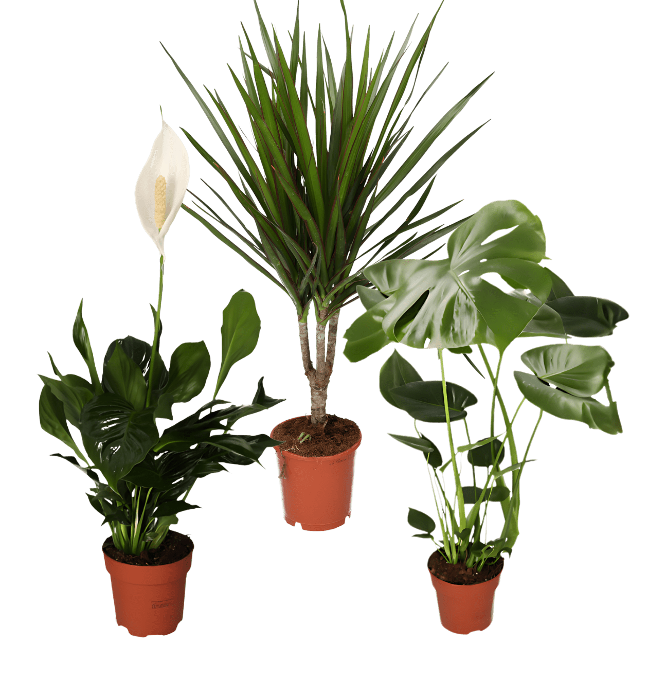 “Luftreiniger” Pflanzen - Set | 3er - Set | ca. 40 - 70 cm | Ø 12 - 15 cm Topf - Blume Ideal