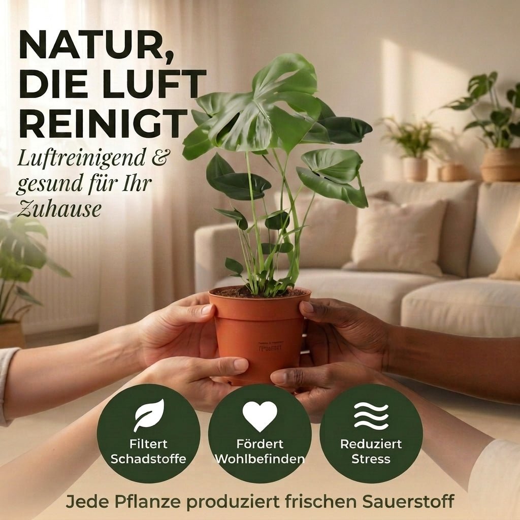 “Luftreiniger” Pflanzen-Set + 6x Seegraskorb | 6er-Set | ca. 40-70 cm | Ø 12-15 cm Topf - Blume Ideal