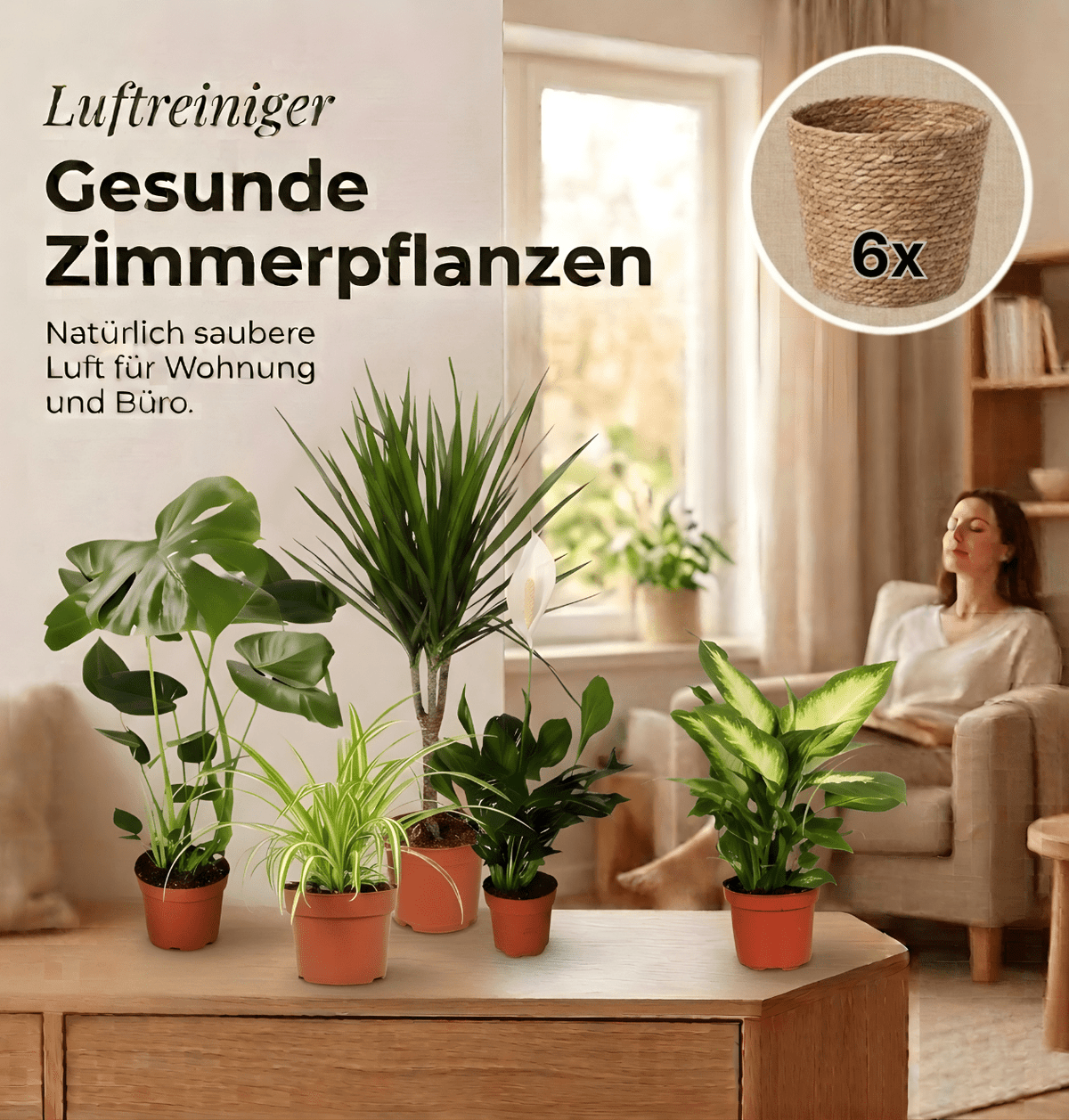 “Luftreiniger” Pflanzen-Set + 6x Seegraskorb | 6er-Set | ca. 40-70 cm | Ø 12-15 cm Topf - Blume Ideal