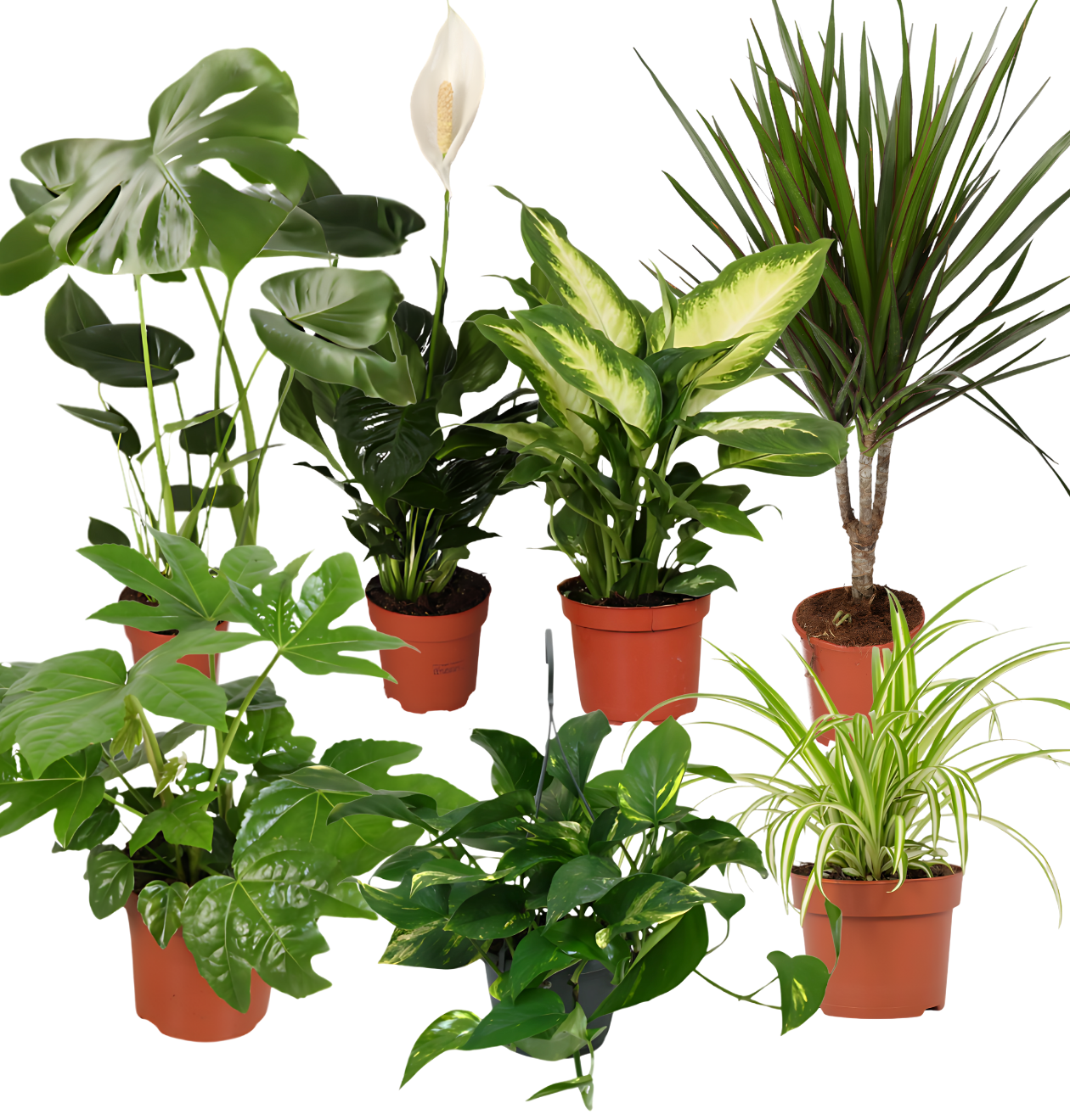 “Luftreiniger” Pflanzen - Set | 7er - Set | ca. 30 - 70 cm | Ø 12 - 15 cm Topf - Blume Ideal