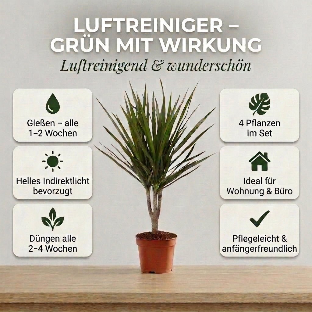 “Luftreiniger” Pflanzen - Set + Zinktopf | 4er - Set | ca. 40 - 70 cm | Ø 12 - 15 cm Topf - Blume Ideal