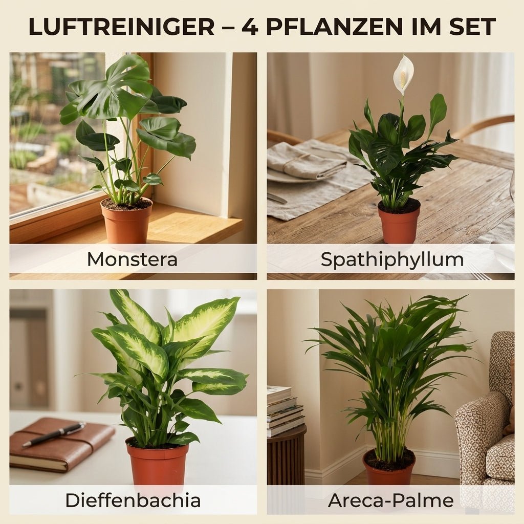 “Luftreiniger” Pflanzen - Set + Zinktopf | 4er - Set | ca. 40 - 70 cm | Ø 12 - 15 cm Topf - Blume Ideal