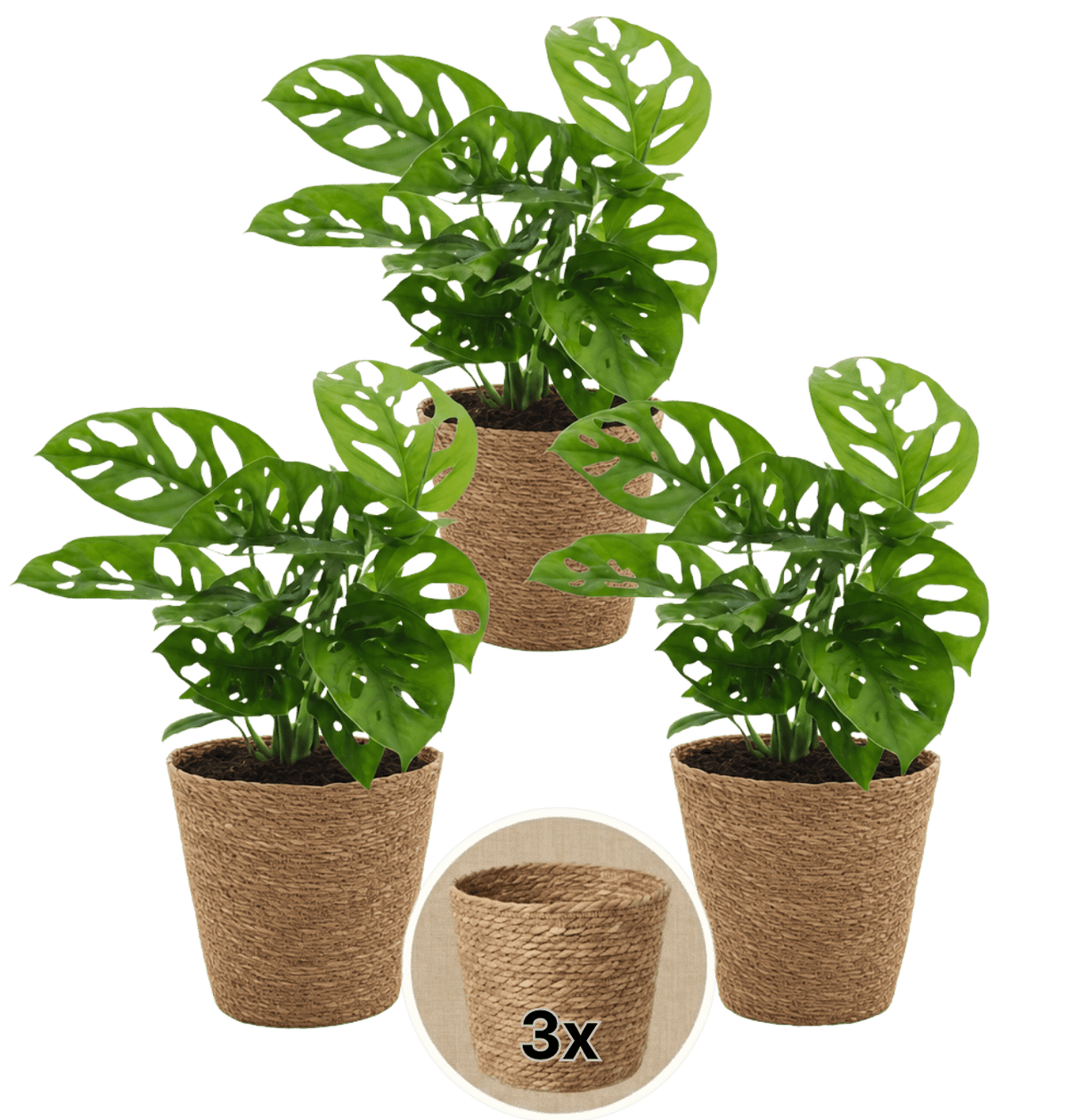 Monstera adansonii + 3x Seegraskorb | 3er-Set | Monkey Leaf | ca. 25-30 cm | Ø 12-15 cm Topf - Blume Ideal