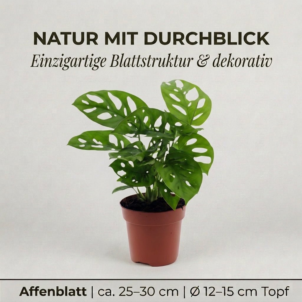 Monstera adansonii + 3x Seegraskorb | 3er-Set | Monkey Leaf | ca. 25-30 cm | Ø 12-15 cm Topf - Blume Ideal