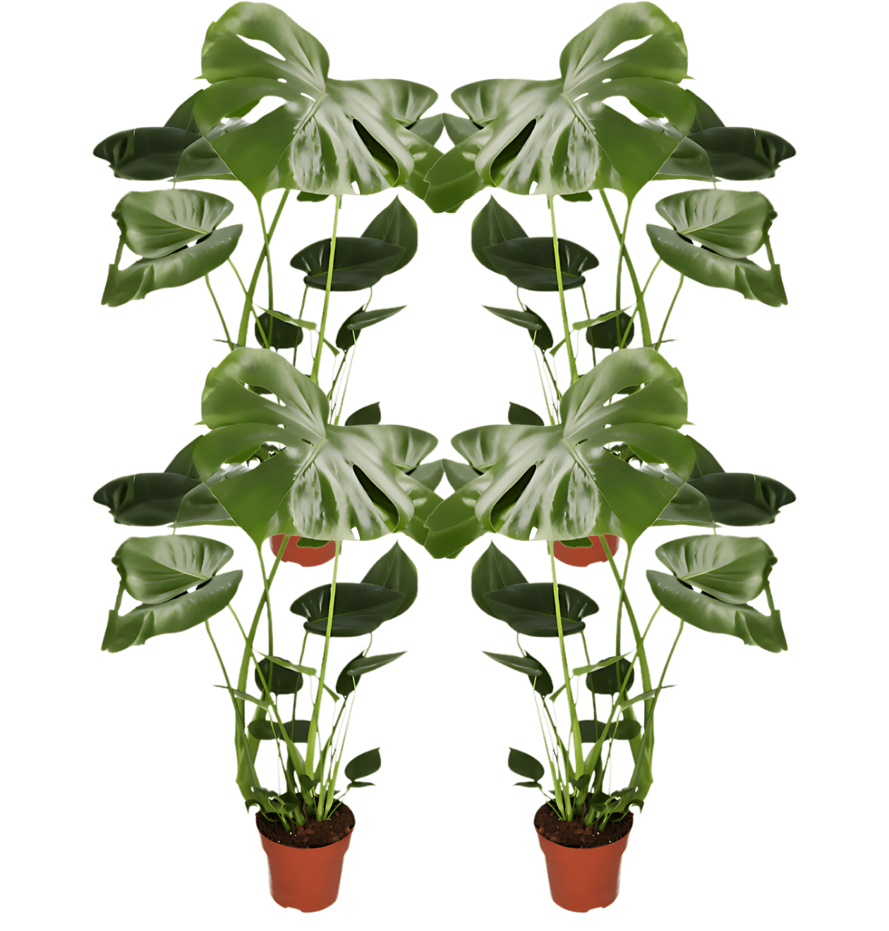 Monstera deliciosa | 4er - Set | Fensterblatt | ca. 55 - 70 cm | Ø 12 - 15 cm Topf - Blume Ideal
