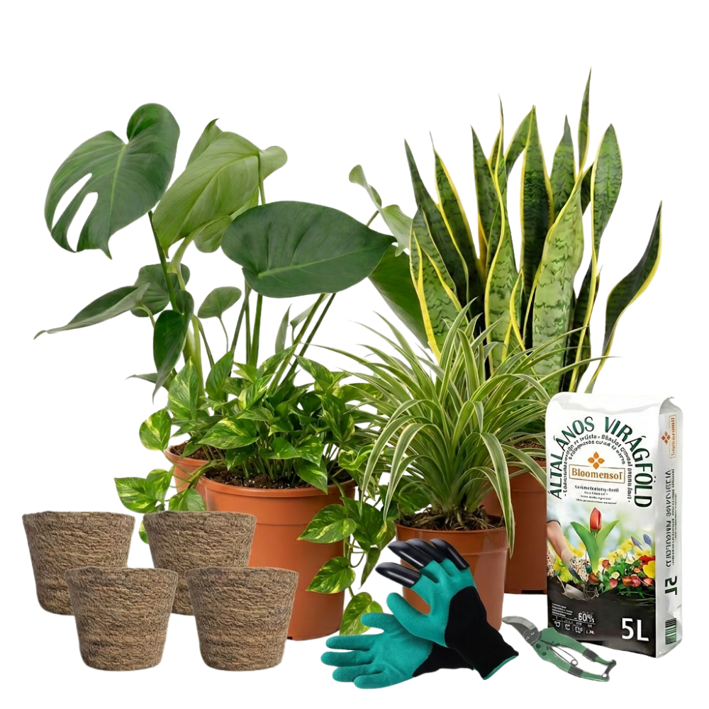 Pflegeleichte Pflanzen Starter Set - Blume Ideal