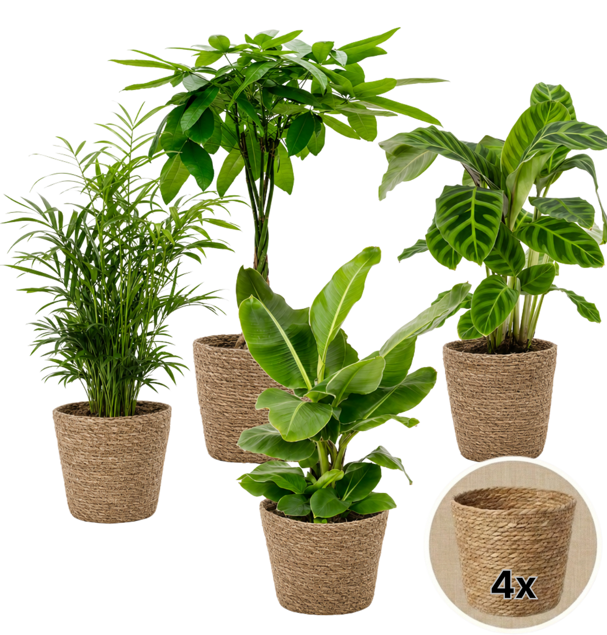 “Tierfreund” Pflanzen-Set + 4x Seegraskorb | 4er-Set | ca. 30-60 cm | Ø 12-15 cm Topf - Blume Ideal
