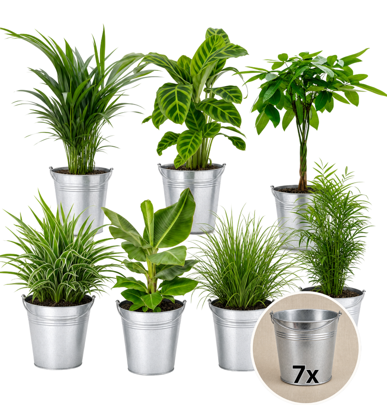 “Tierfreund” Pflanzen - Set + Zinktopf | 7er - Set | ca. 30 - 60 cm | Ø 12 - 15 cm Topf - Blume Ideal