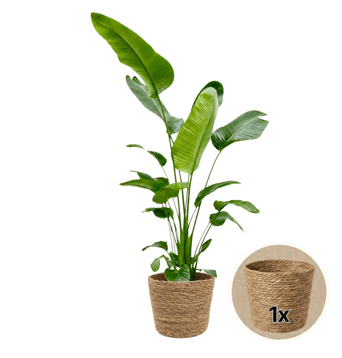 Weiße Paradiesvogelblume + 1x Seegraskorb | Strelitzia Nicolai | ca. 45-55 cm | Ø 12-15 cm Topf - Blume Ideal