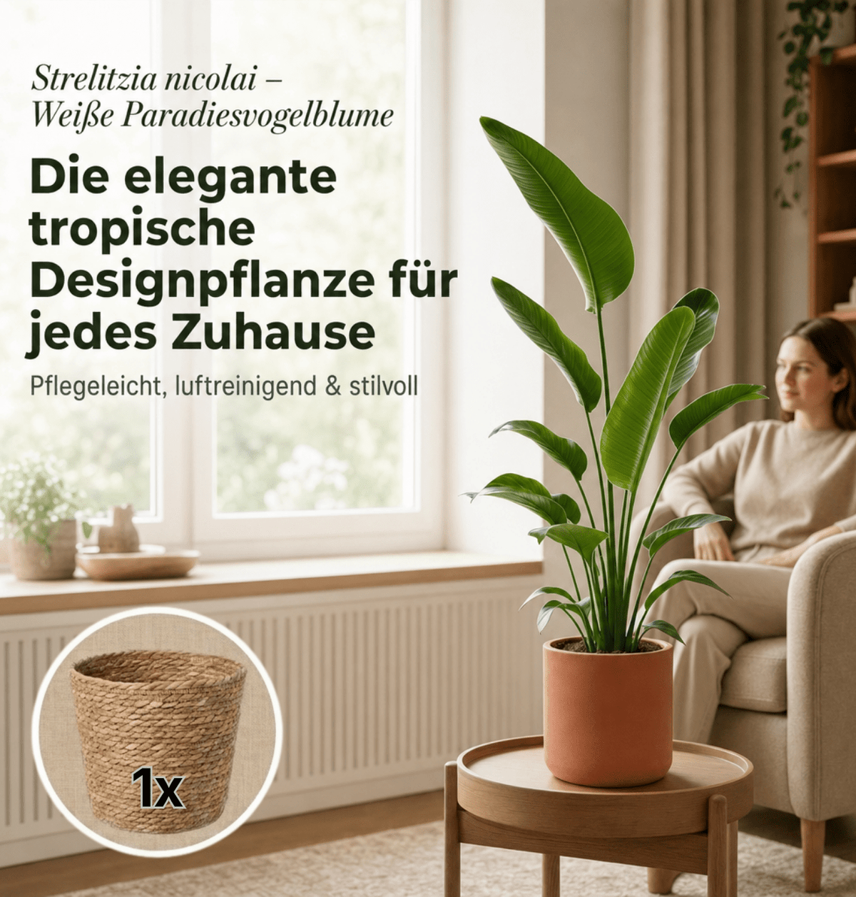 Weiße Paradiesvogelblume + 1x Seegraskorb | Strelitzia Nicolai | ca. 45-55 cm | Ø 12-15 cm Topf - Blume Ideal