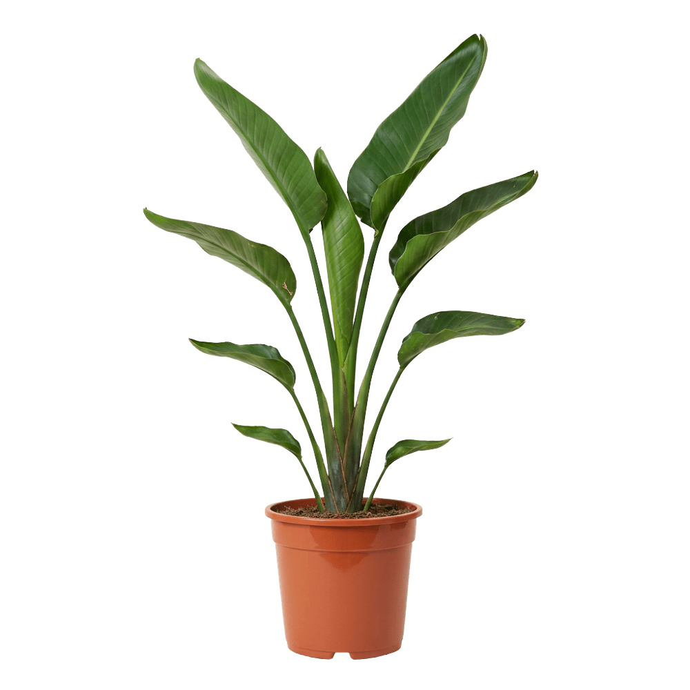 Weiße Paradiesvogelblume | Strelitzia Nicolai - Blume Ideal