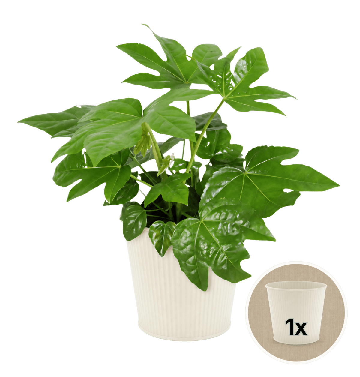 Zimmeraralie + 1x Cremefarbener Zinktopf | Fatsia japonica | ca. 40-50 cm | Ø 12-15 cm Topf - Blume Ideal