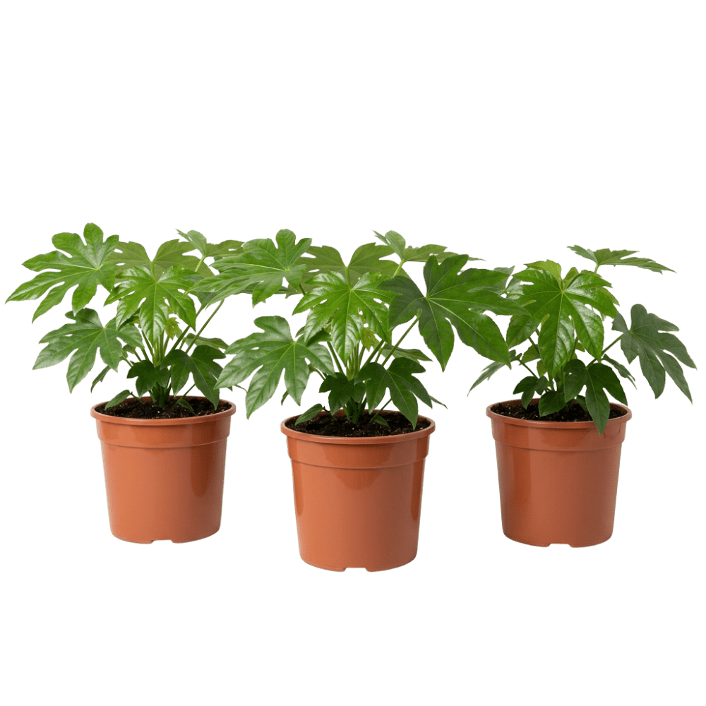 Zimmeraralie | Fatsia japonica - Blume Ideal