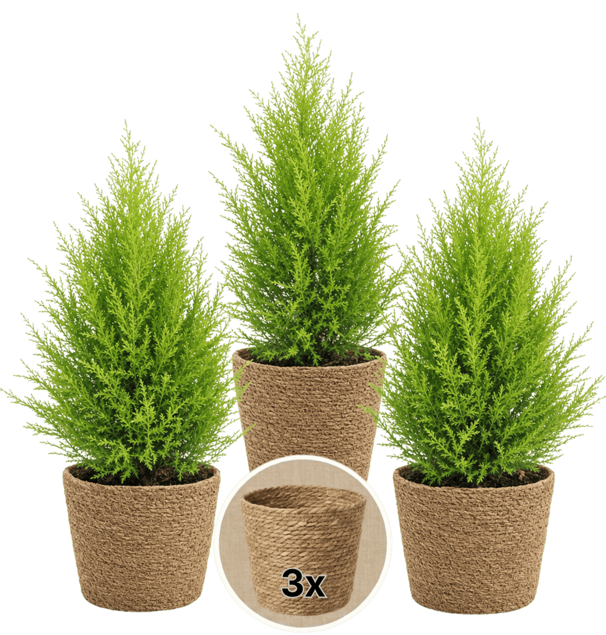 Zimmerzypresse + 3x Seegraskorb | 3er-Set | Goldcrest | ca. 40-50 cm | Ø 12-15 cm Topf - Blume Ideal
