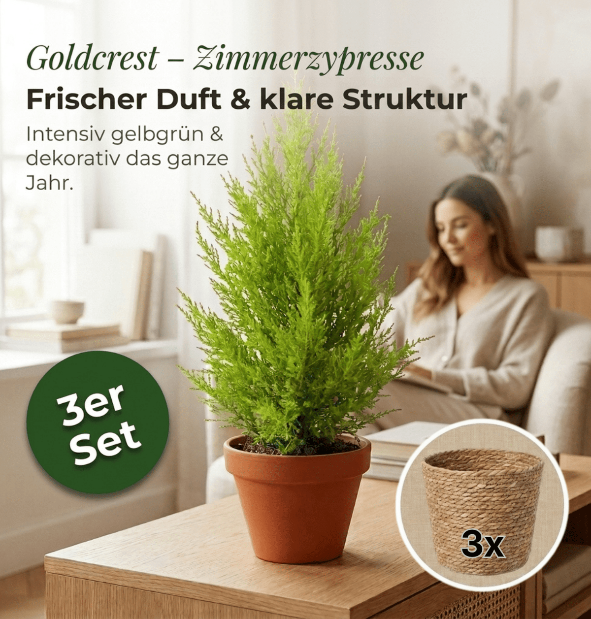 Zimmerzypresse + 3x Seegraskorb | 3er-Set | Goldcrest | ca. 40-50 cm | Ø 12-15 cm Topf - Blume Ideal