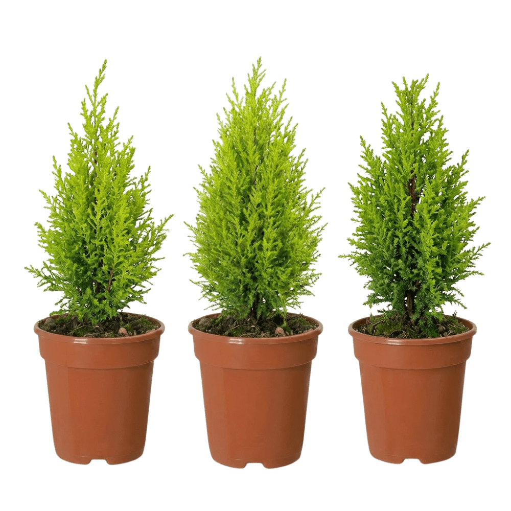 Zimmerzypresse | Goldcrest - Blume Ideal