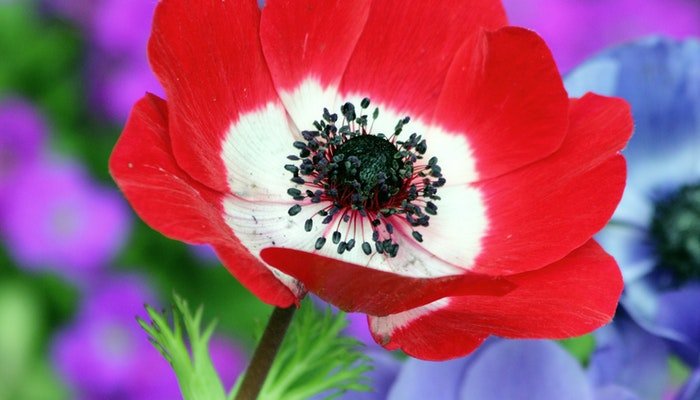 Blumen Februar - Diese Blumen im Februar erwarten dich! - Blume Ideal