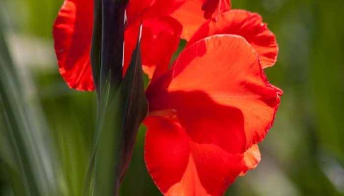 Geburtsblume August - Die auffällig hübsche Gladiole - Blume Ideal