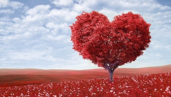 Rosen und ihre Bedeutung - Symbolik der Liebe - Blume Ideal